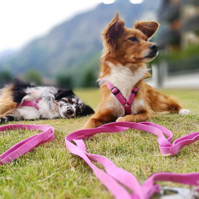 Haqihana Pink Harness - Vanillapup Online Pet Store
