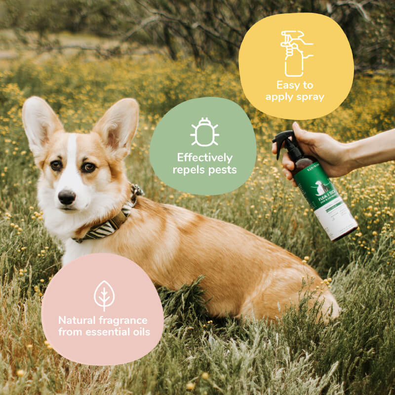 kin+kind Flea & Tick Repellent Spray | Lemongrass - Vanillapup Online Pet Store