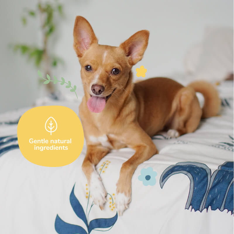 kin+kind Pet Smell Coat Spray | Grapefruit - Vanillapup Online Pet Store