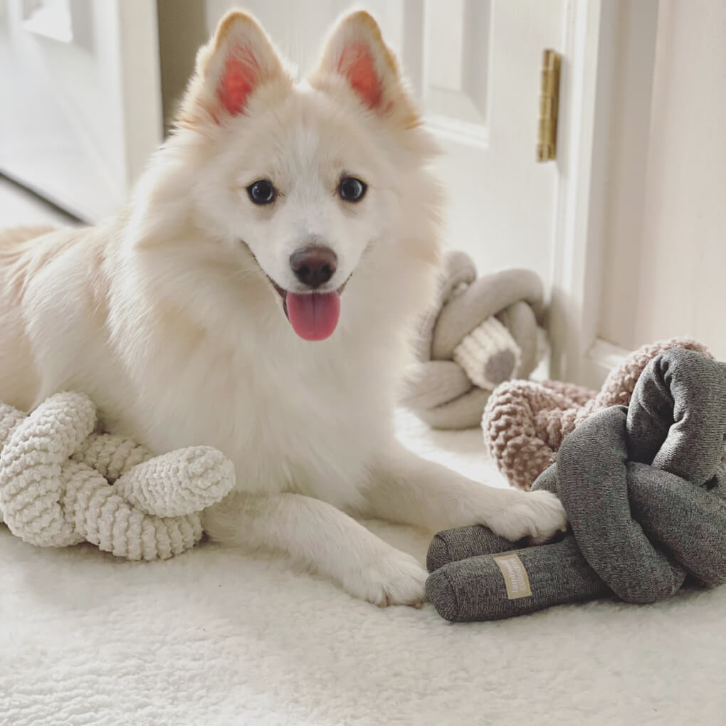 Lambwolf Crinkle NOU | Charcoal - Vanillapup Online Pet Store