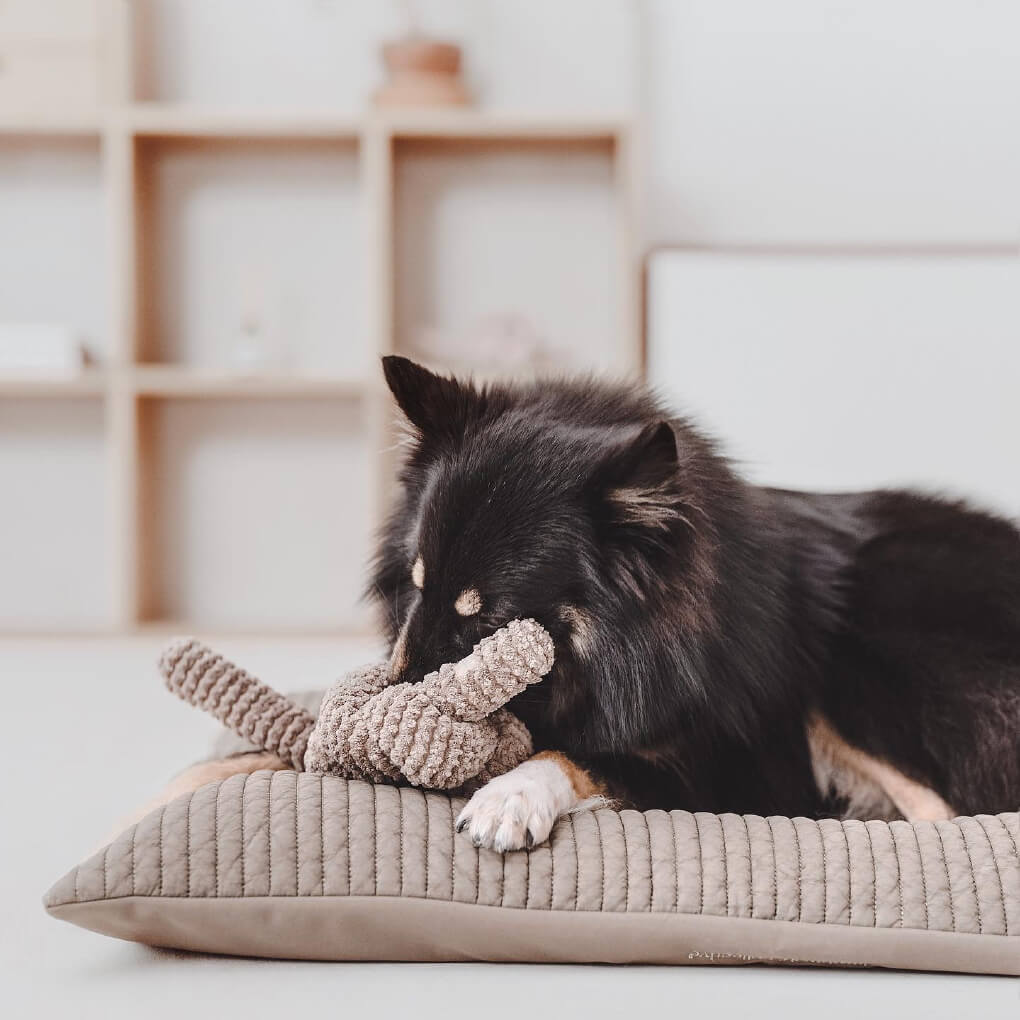Lambwolf Squeaky NOU | Taupe - Vanillapup Online Pet Store