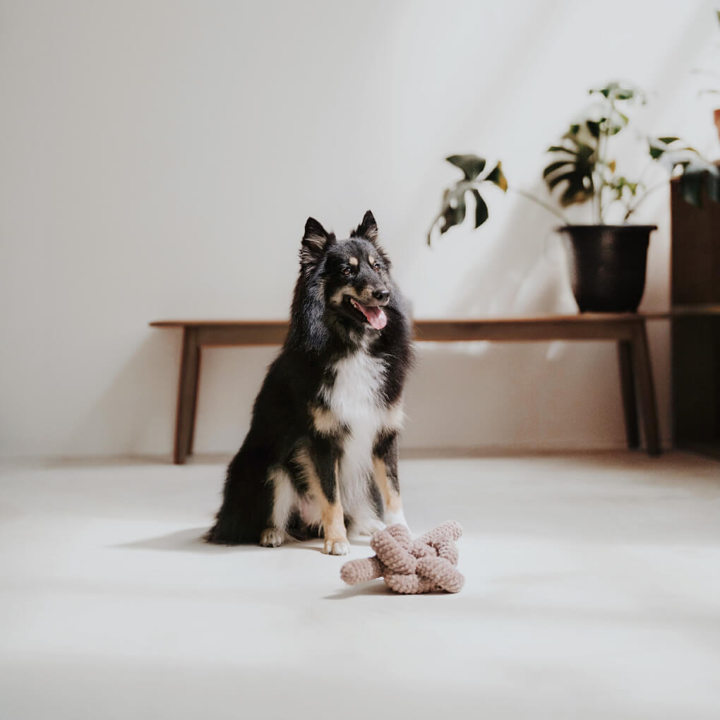Lambwolf Squeaky NOU | Taupe - Vanillapup Online Pet Store