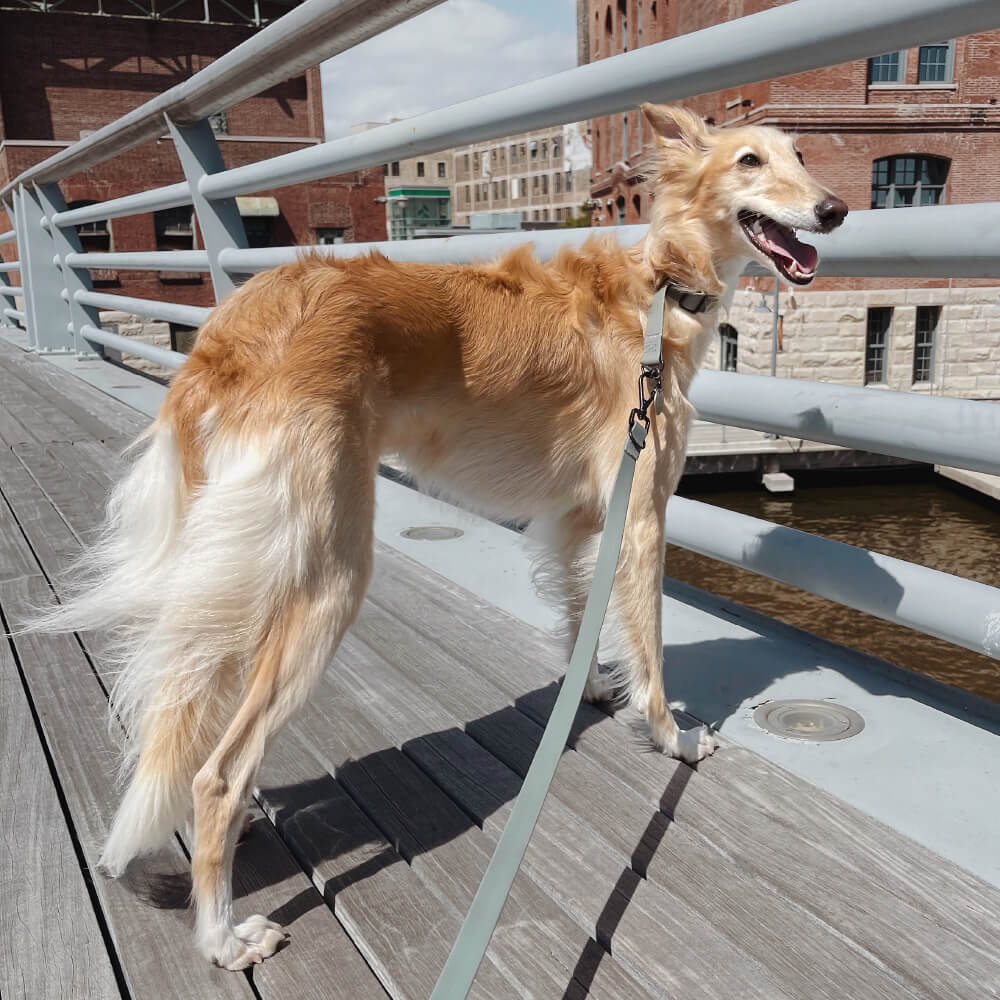 Lambwolf MELLEM Waterproof Convertible Leash - Vanillapup Online Pet Store