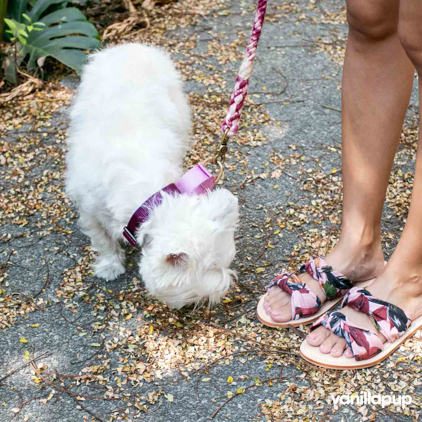 Dog + Bone Martingale Collar | Purple & Orchid - Vanillapup Online Pet Store