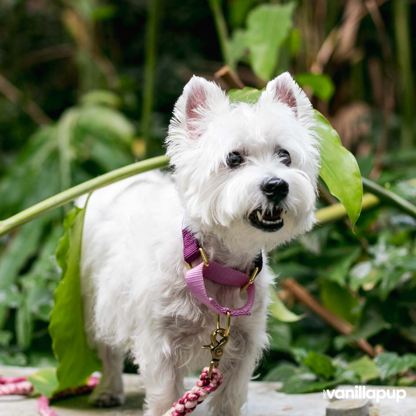 Dog + Bone Martingale Collar | Purple & Orchid - Vanillapup Online Pet Store