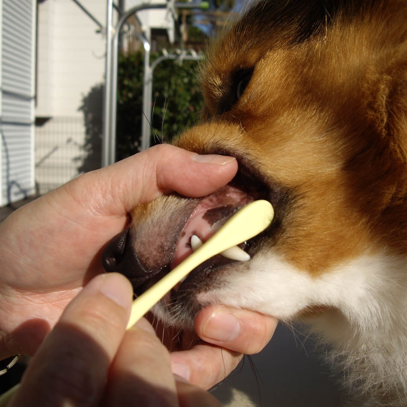 Mind Up Soft Toothbrush with Large Head - Vanillapup Online Pet Store