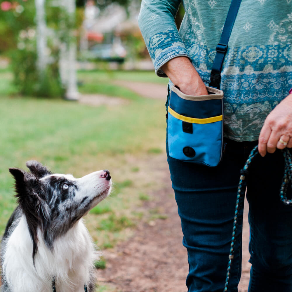 Scout & About Deluxe Training Pouch | River - Vanillapup Online Pet Store