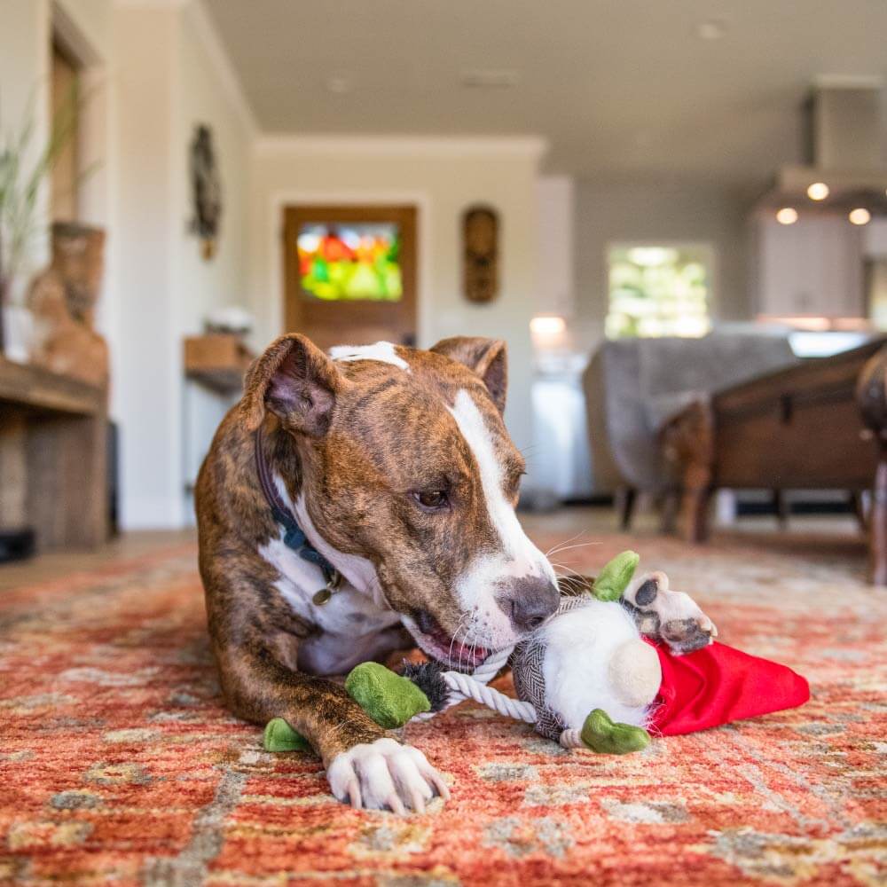 PLAY Willow's Mythical Gnome Plush Toy - Vanillapup Online Pet Store