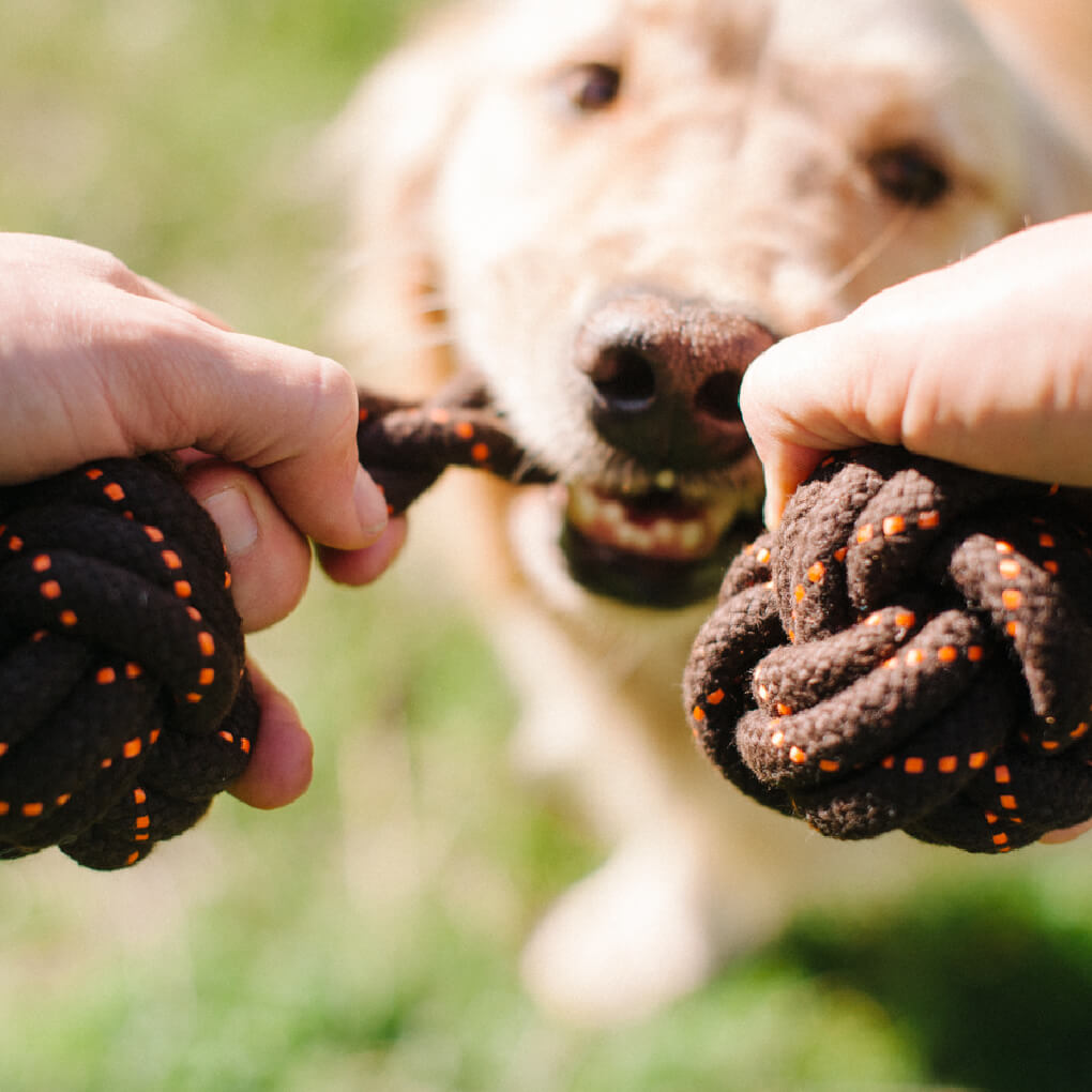 Scout & About Barbell Rope Toy - Vanillapup Online Pet Store