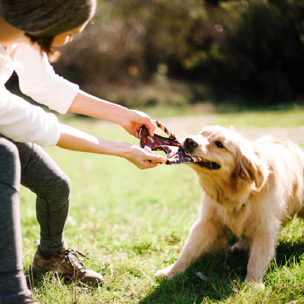 Scout & About Flying Disc - Vanillapup Online Pet Store