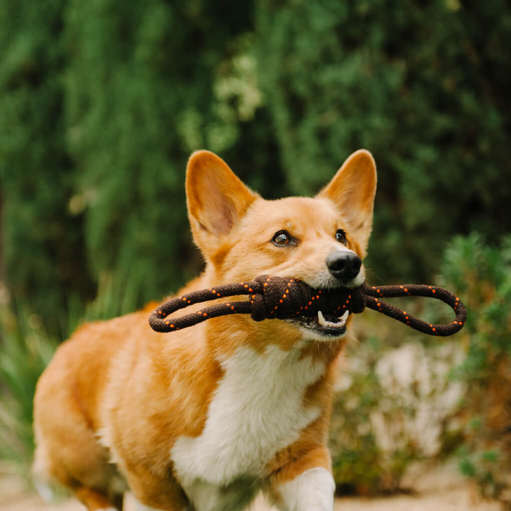 Scout & About Tug Rope Toy - Vanillapup Online Pet Store