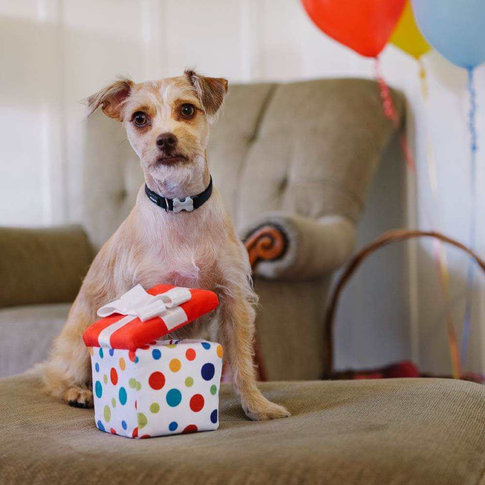 PLAY Party Time Pawfect Present Plush Toy - Vanillapup Online Pet Store