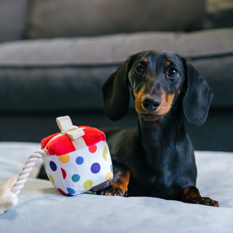 PLAY Party Time Pawfect Present Plush Toy