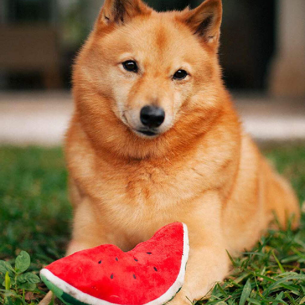 PLAY Tropical Paradise Wagging Watermelon - Vanillapup Online Pet Store