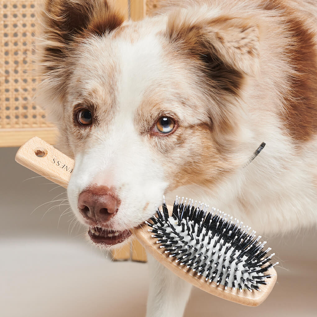 Pawness Wooden / Nylon Dog Brush | Short Coat - Vanillapup Online Pet Store