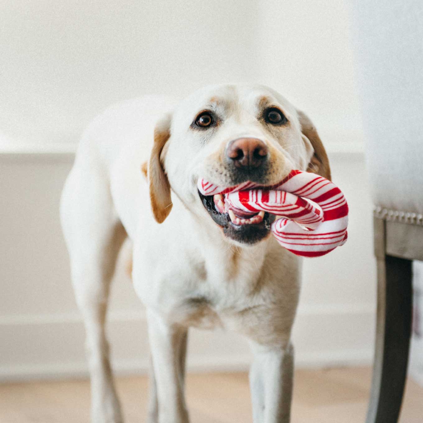 PLAY Holiday Classic Candy Canes Plush Toy - Vanillapup Online Pet Store