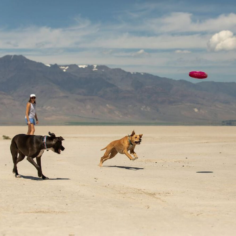 Ruffwear Camp Flyer™ Lightweight Flying Disc - Vanillapup Online Pet Store