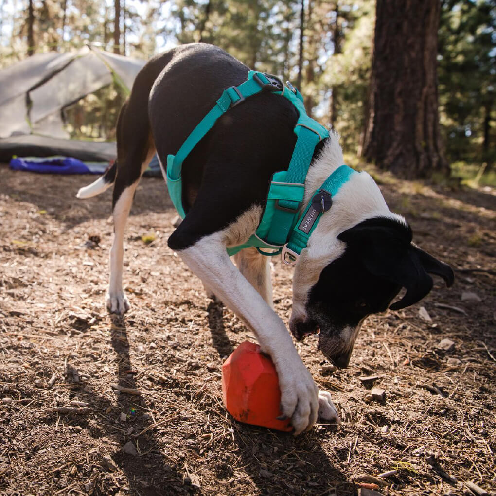 Ruffwear Front Range™ Ombré Dog Collar - Vanillapup Online Pet Store