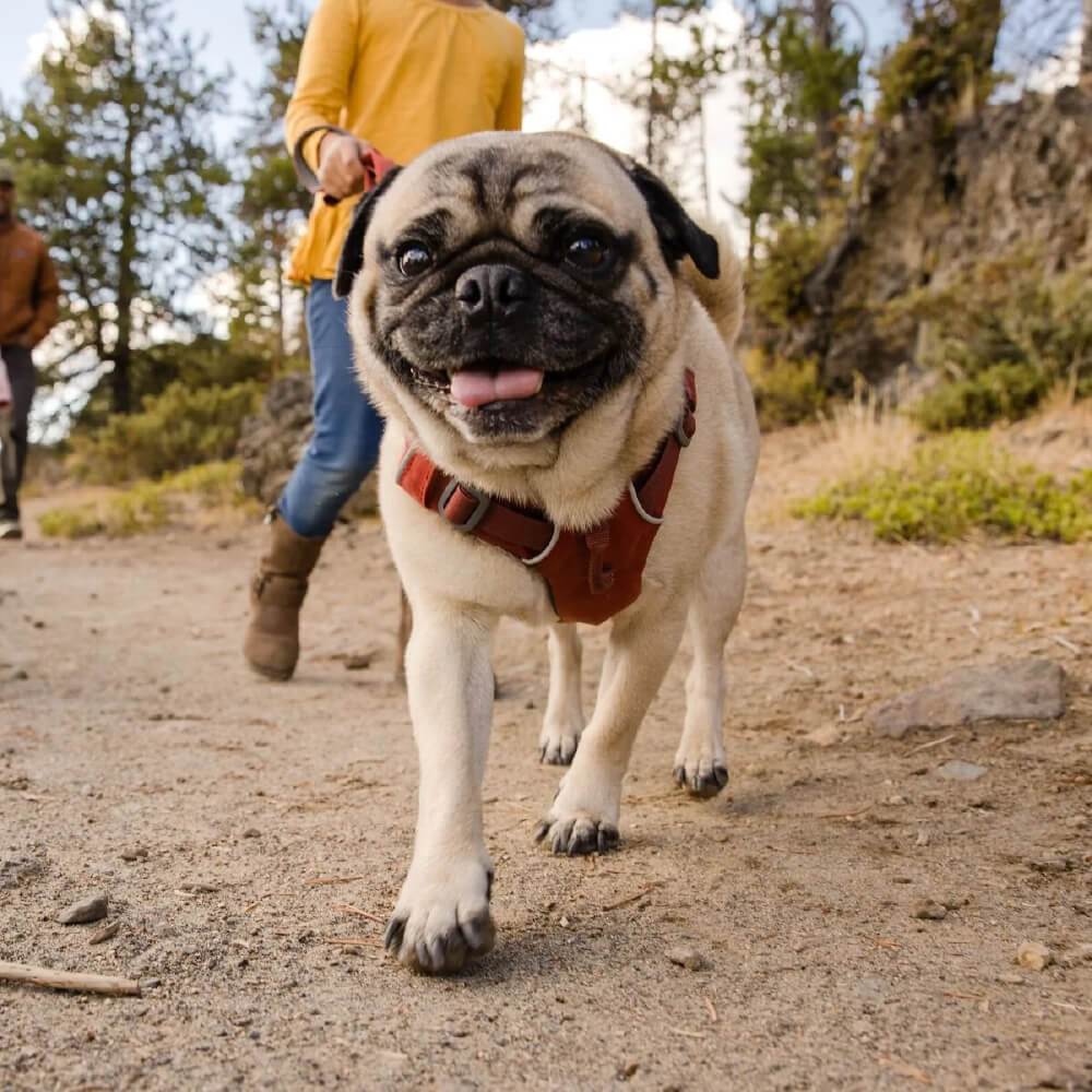Ruffwear Front Range® No-Pull Everyday Dog Harness - Vanillapup Online Pet Store