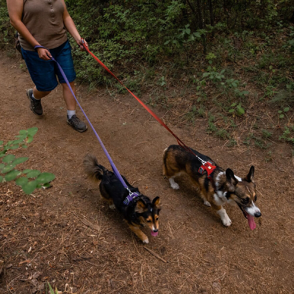 Ruffwear Front Range™ Ombré Lightweight Dog Leash - Vanillapup Online Pet Store