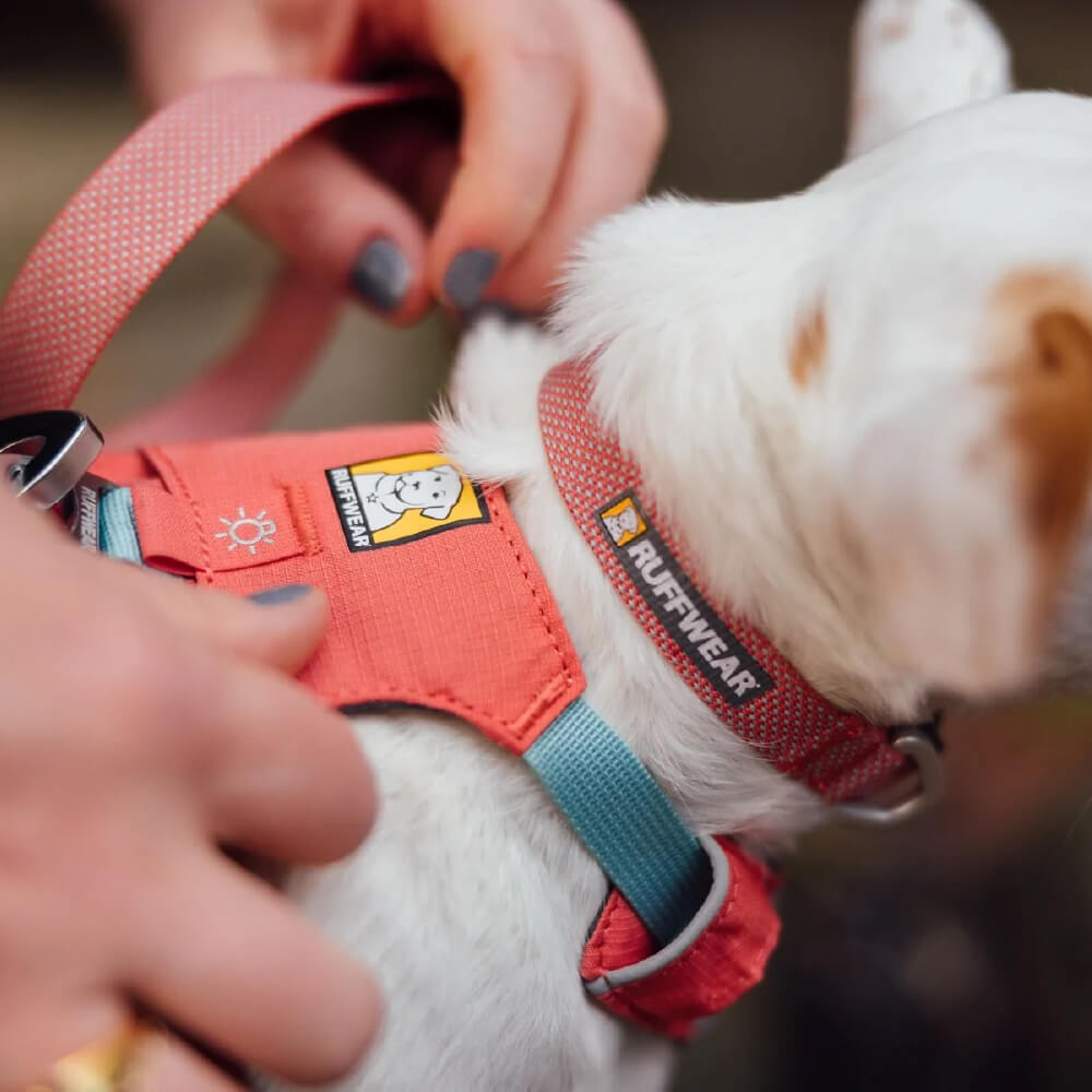 Ruffwear Hi & Light™ Lightweight Minimal Dog Collar - Vanillapup Online Pet Store