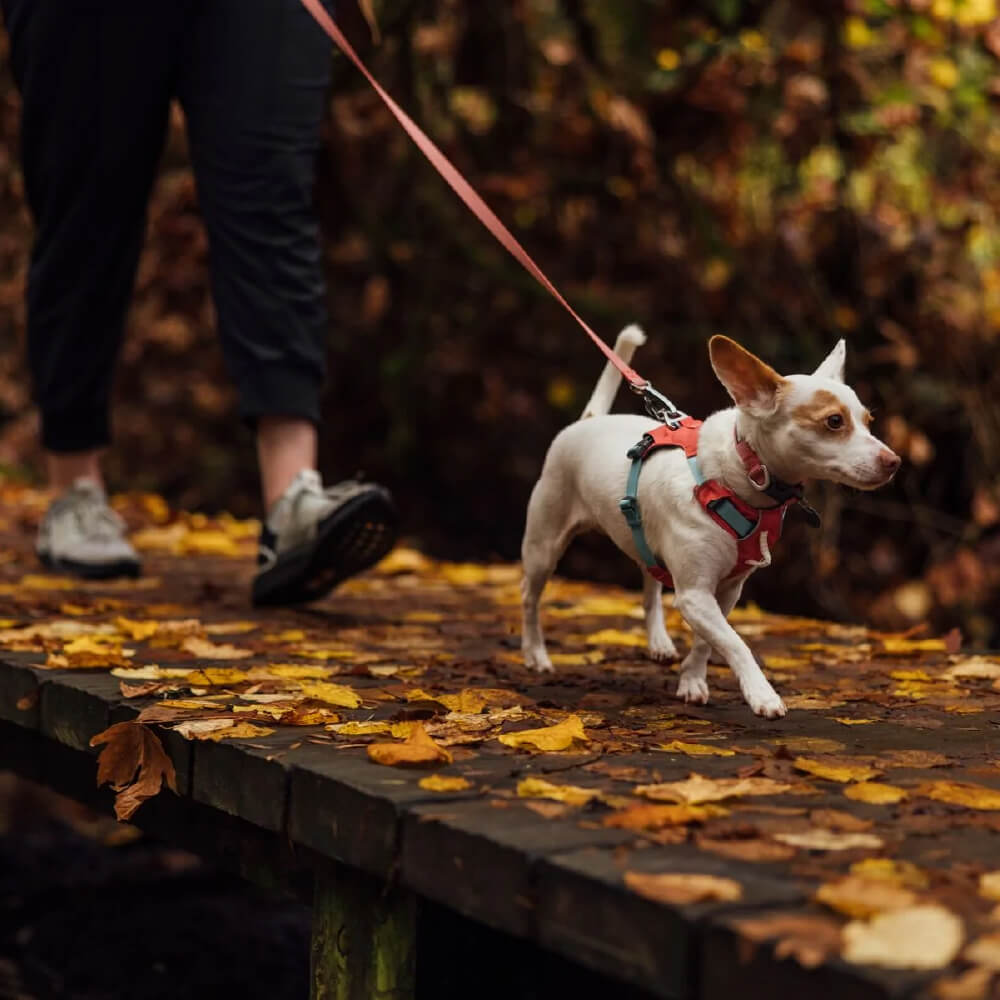 Ruffwear Hi & Light™ Lightweight Minimal No-Pull Dog Harness - Vanillapup Online Pet Store