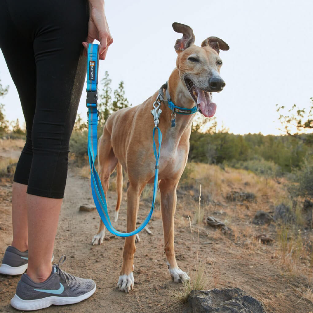 Ruffwear Web Reaction™ Reflective Buckled Martingale Dog Collar - Vanillapup Online Pet Store