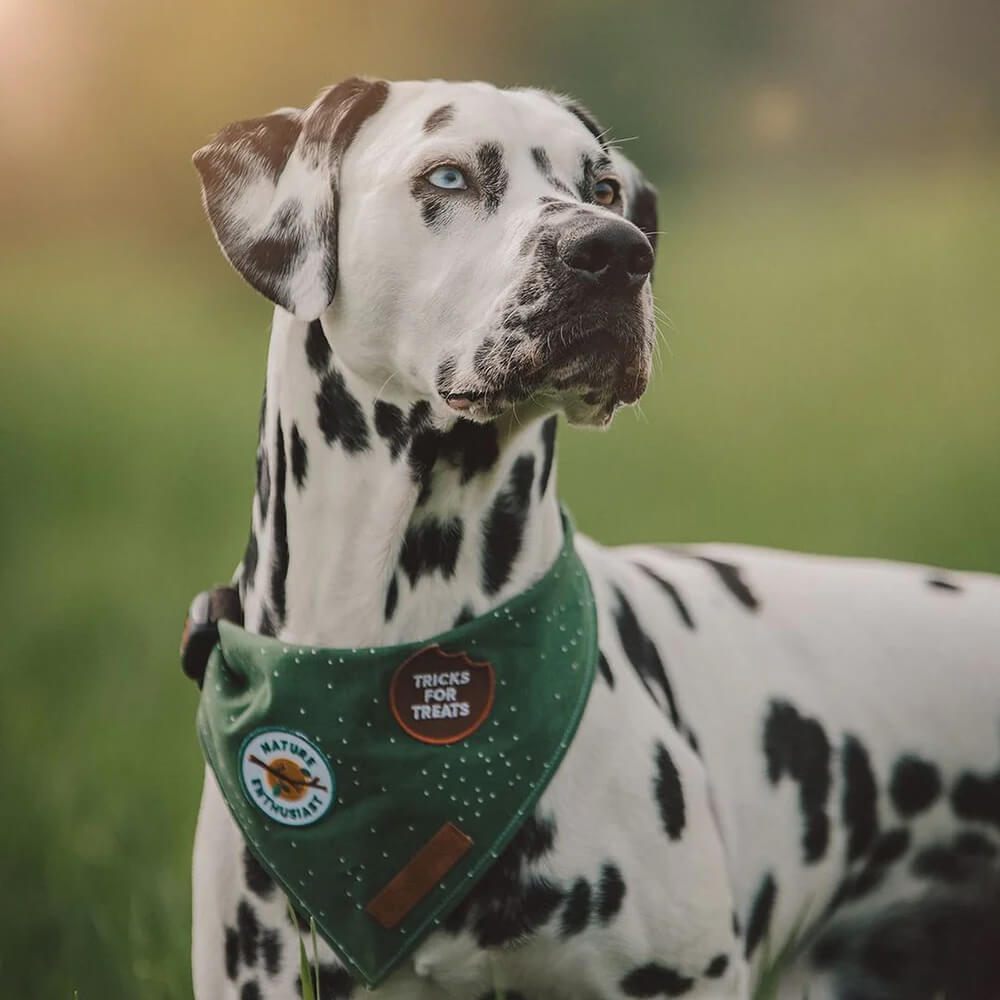 Scout's Honour Iron On Patch | Tricks for Treats