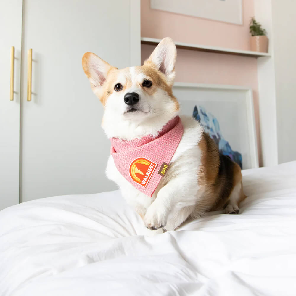 Scout's Honour Iron On Patch | Walkies