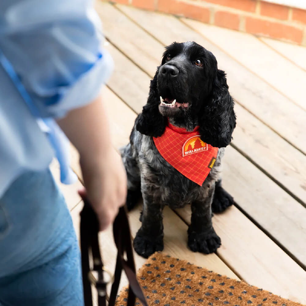 Scout's Honour Iron On Patch | Walkies