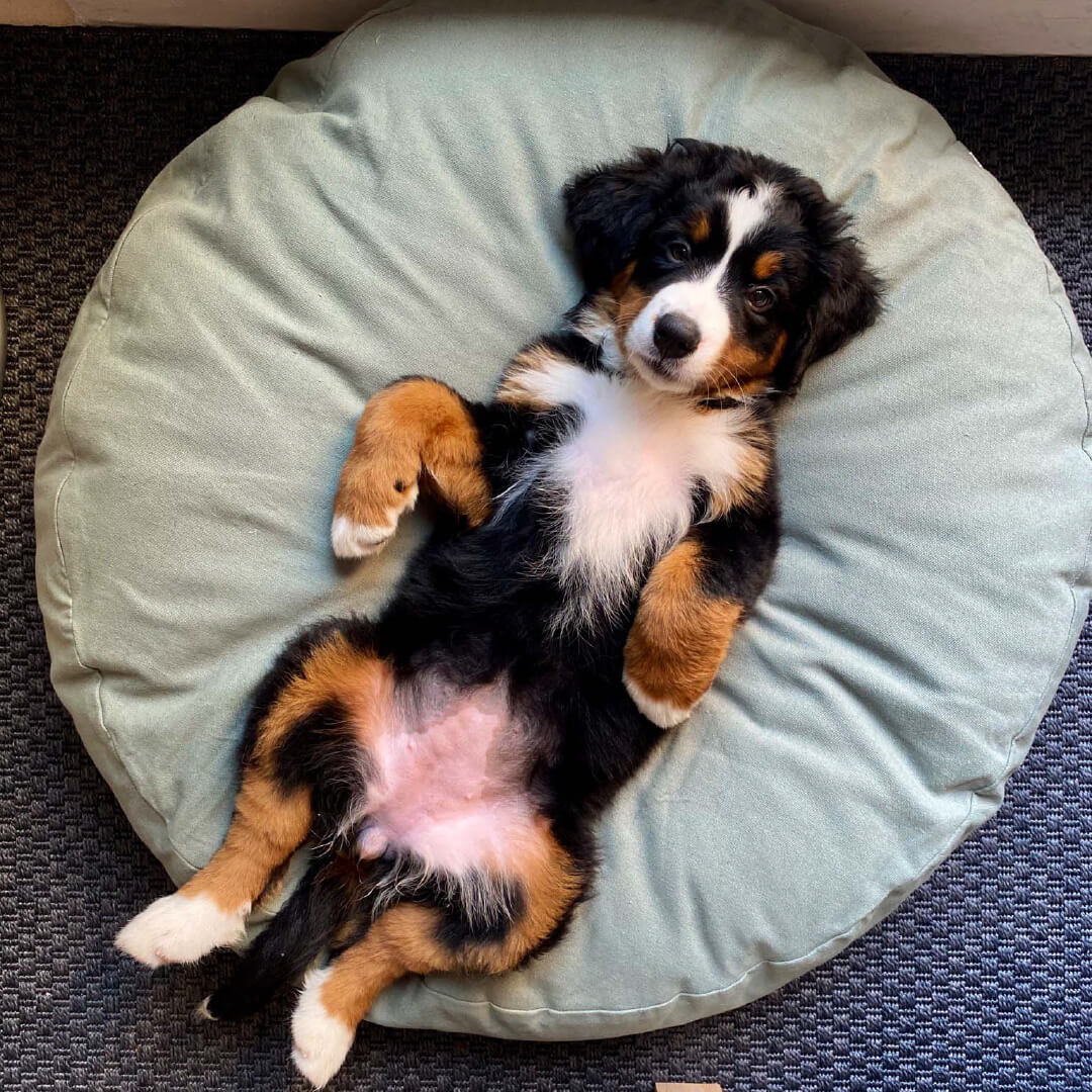 tadazhi Poespas Round Bed | Mellow Green - Vanillapup Online Pet Store