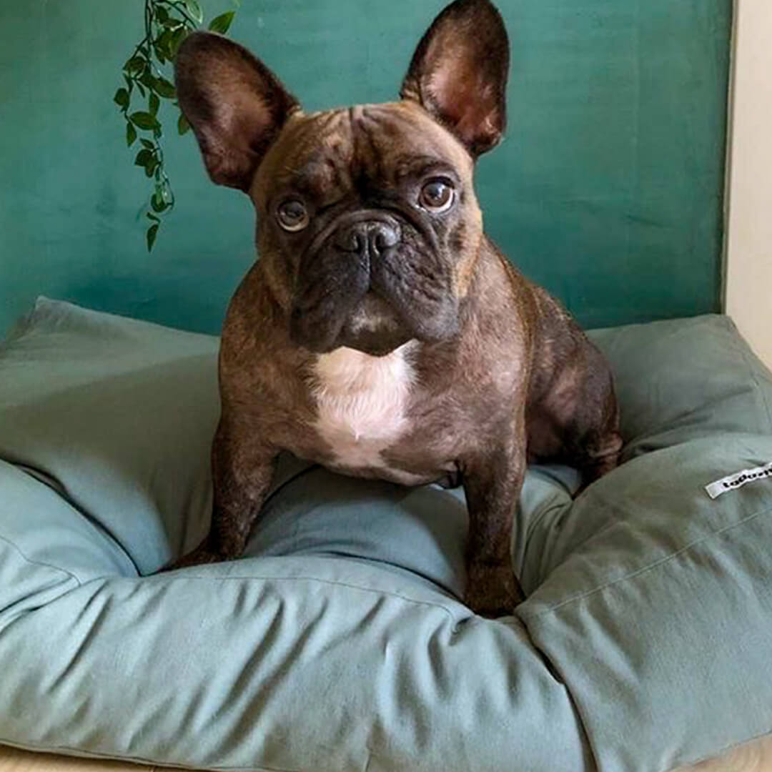 tadazhi Soft Pillow Bed | Mellow Green - Vanillapup Online Pet Store