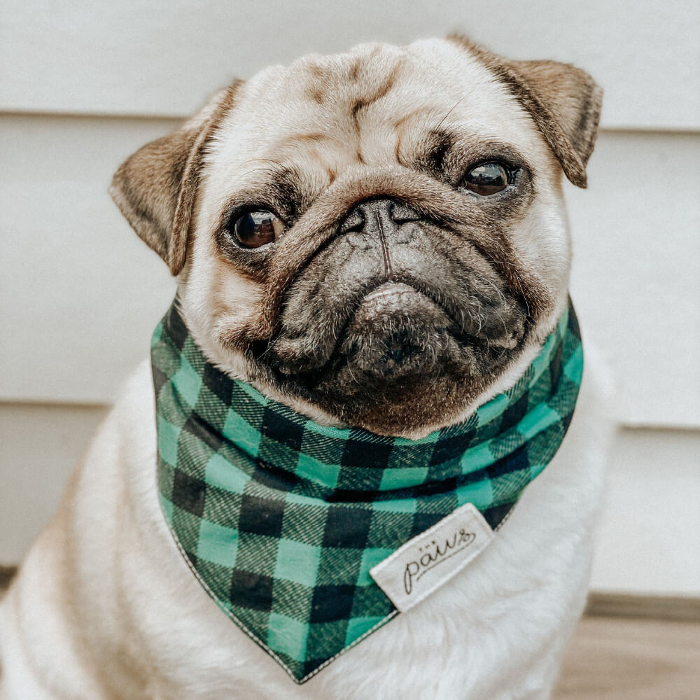 The Paws Bandana | Bourbon