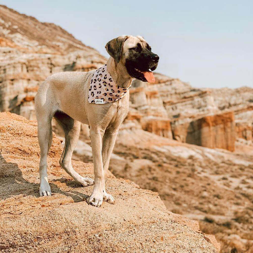 The Paws Bandana | Penny - Vanillapup Online Pet Store