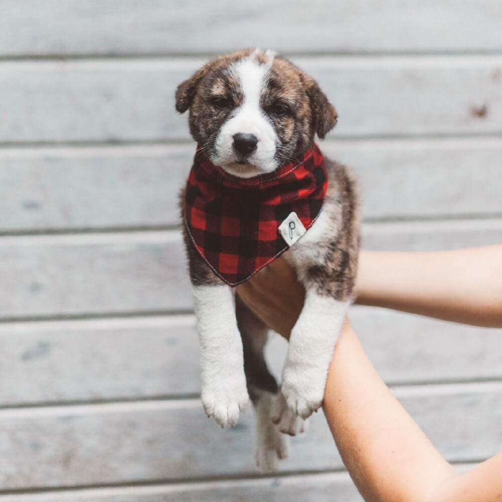 The Paws Bandana | Whiskey - Vanillapup Online Pet Store