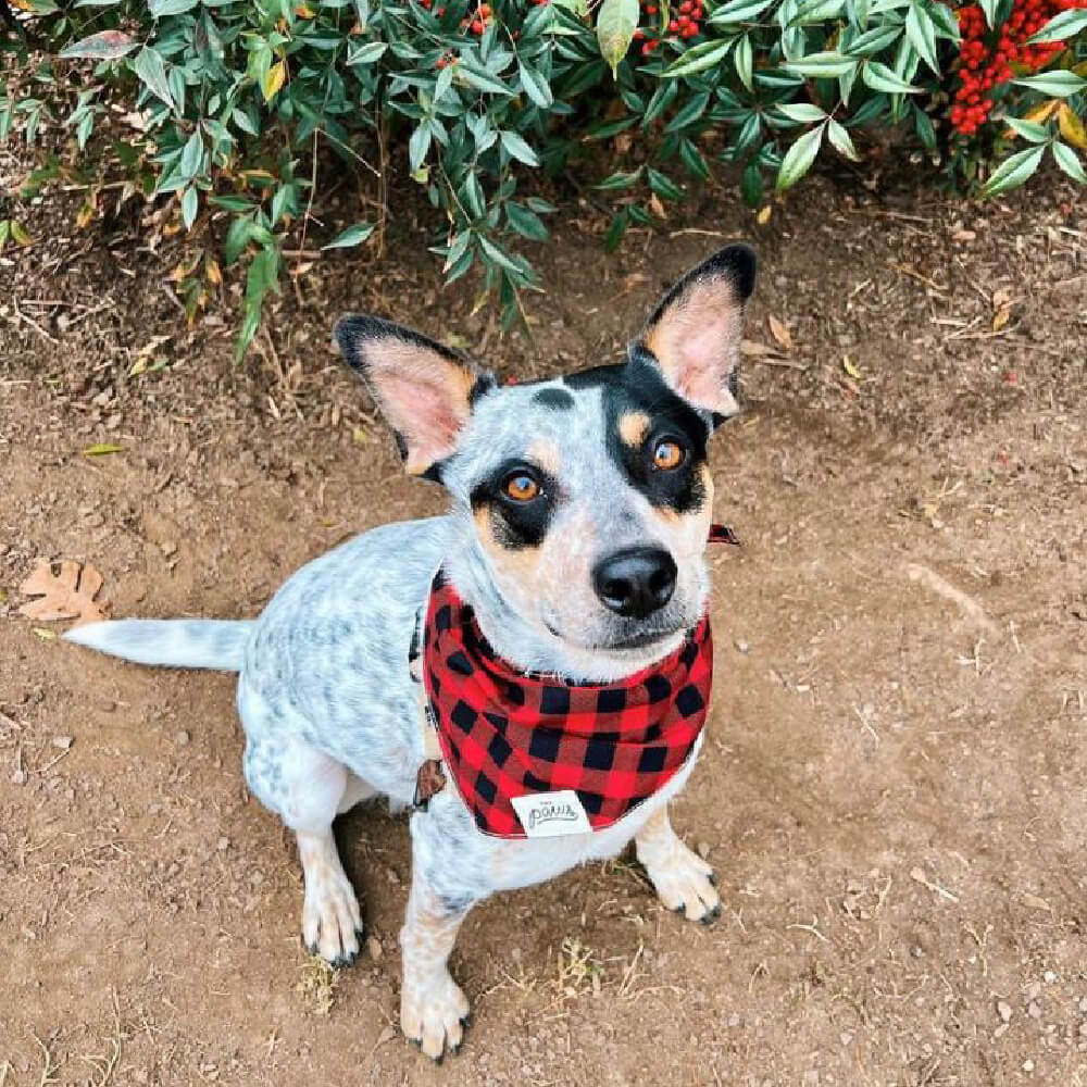 The Paws Bandana | Whiskey - Vanillapup Online Pet Store