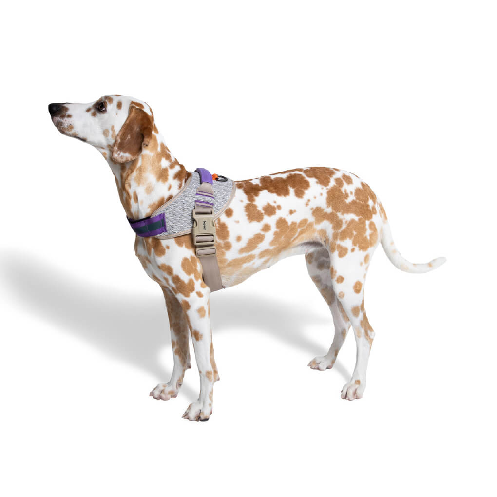 Zee.Dog Fly Harness | ACG - Vanillapup Online Pet Store