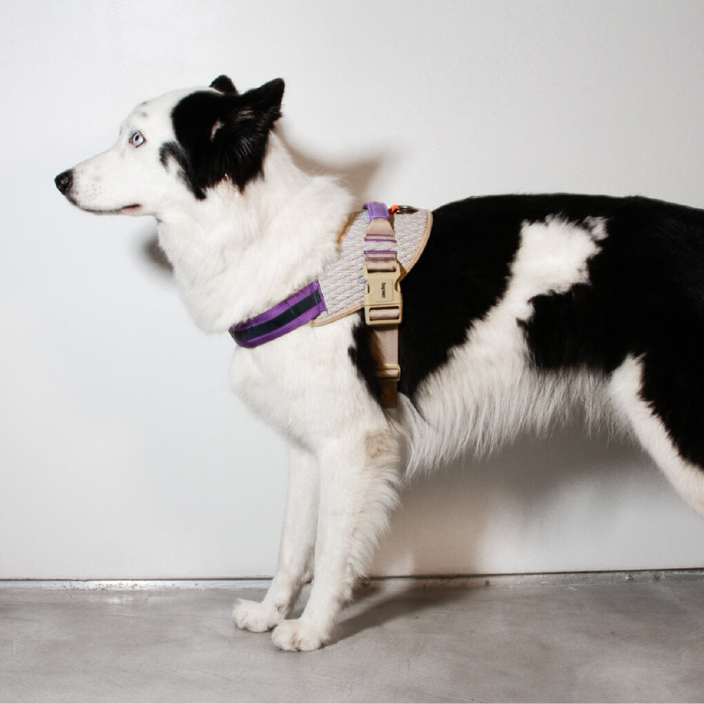 Zee.Dog Fly Harness | ACG - Vanillapup Online Pet Store