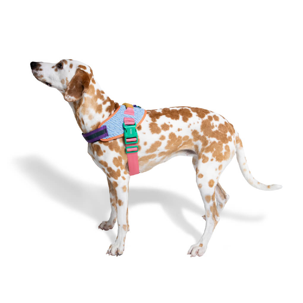 Zee.Dog Fly Harness | Galaxy - Vanillapup Online Pet Store