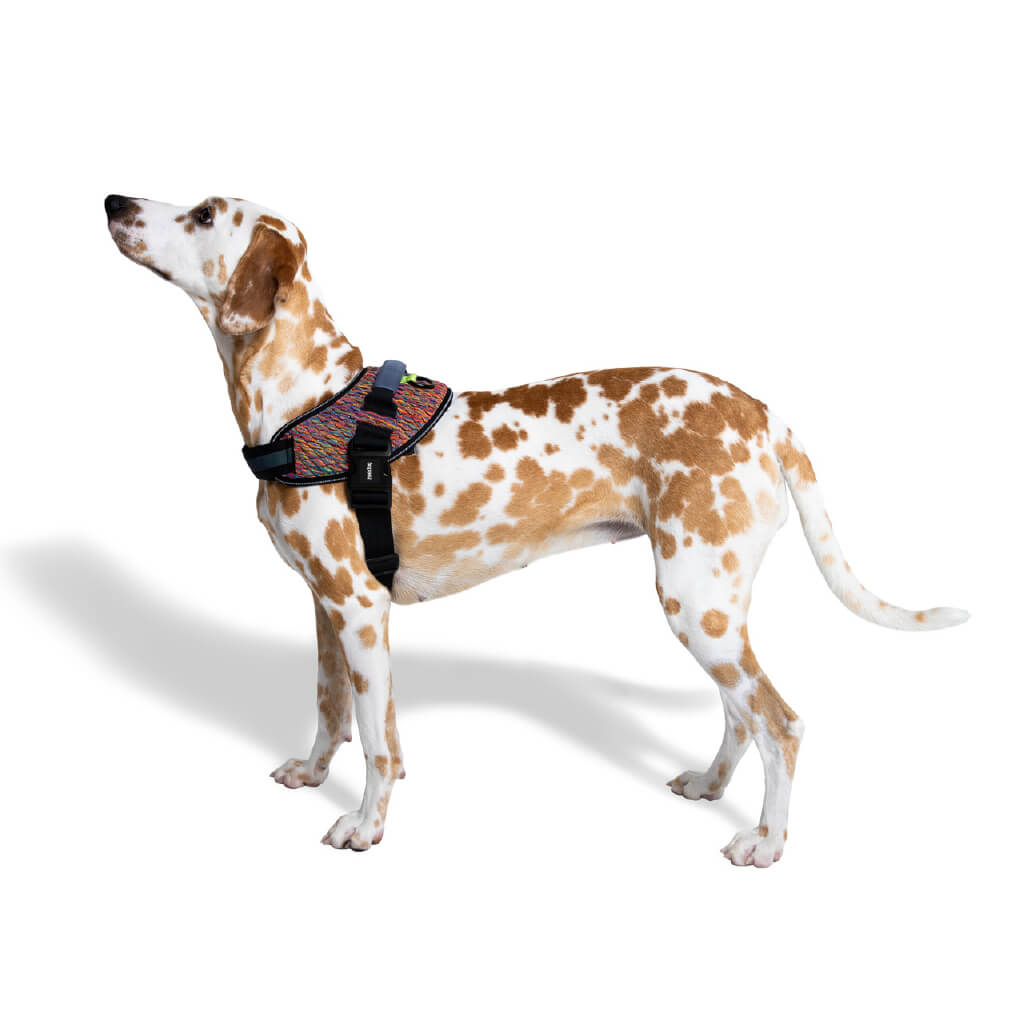 Zee.Dog Fly Harness | Vortex - Vanillapup Online Pet Store