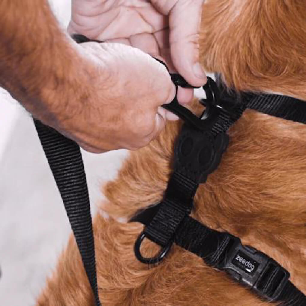 Zee.Dog H-Harness | Smash (L) - Vanillapup Online Pet Store