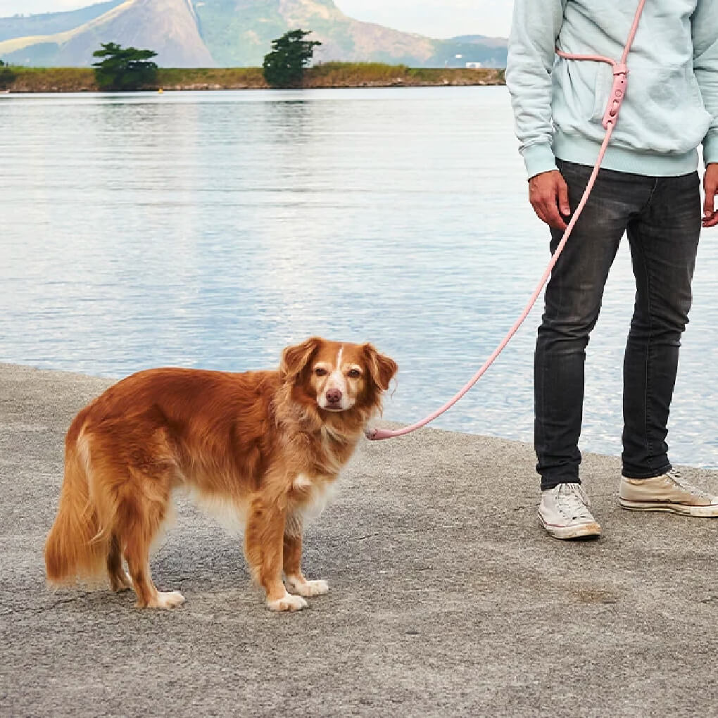 Zee.Dog Hands Free Rope Leash | Army Green - Vanillapup Online Pet Store