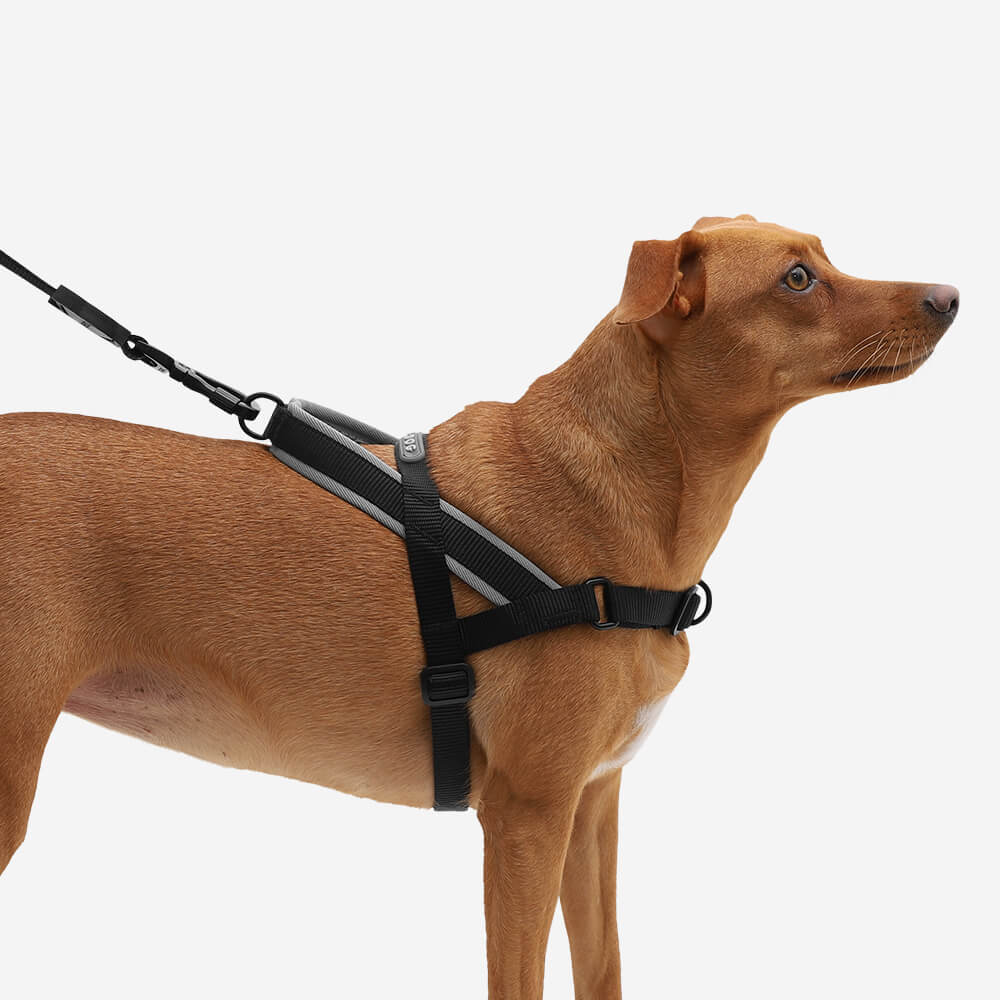 Zee Dog Softer Walk Harness | Gotham