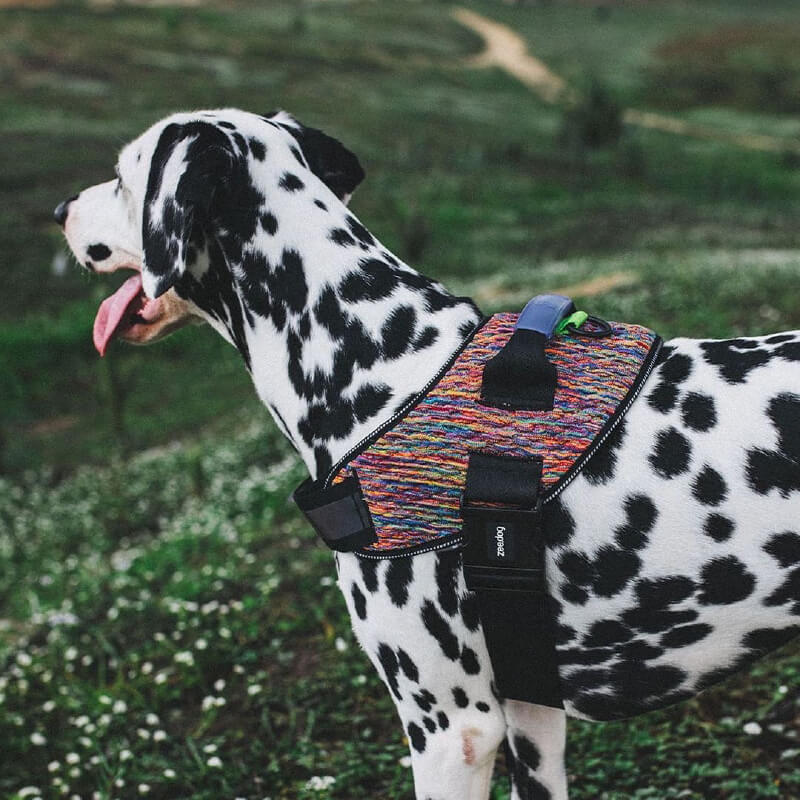 Zee.Dog Fly Harness | Vortex - Vanillapup Online Pet Store