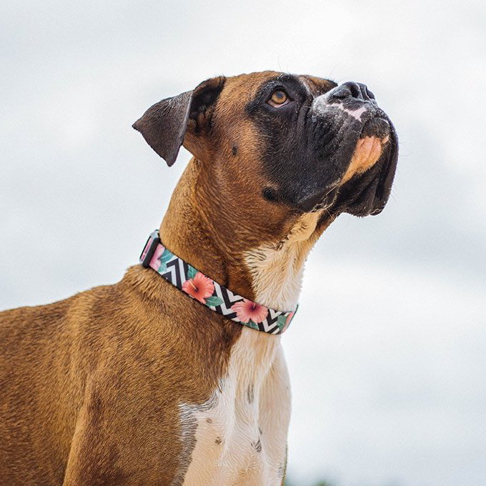Zee.Dog Collar | Mahalo - Vanillapup Online Pet Store