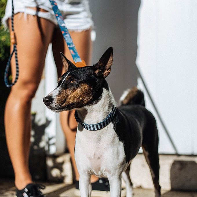 Zee.Dog Collar | Mango (L) - Vanillapup Online Pet Store