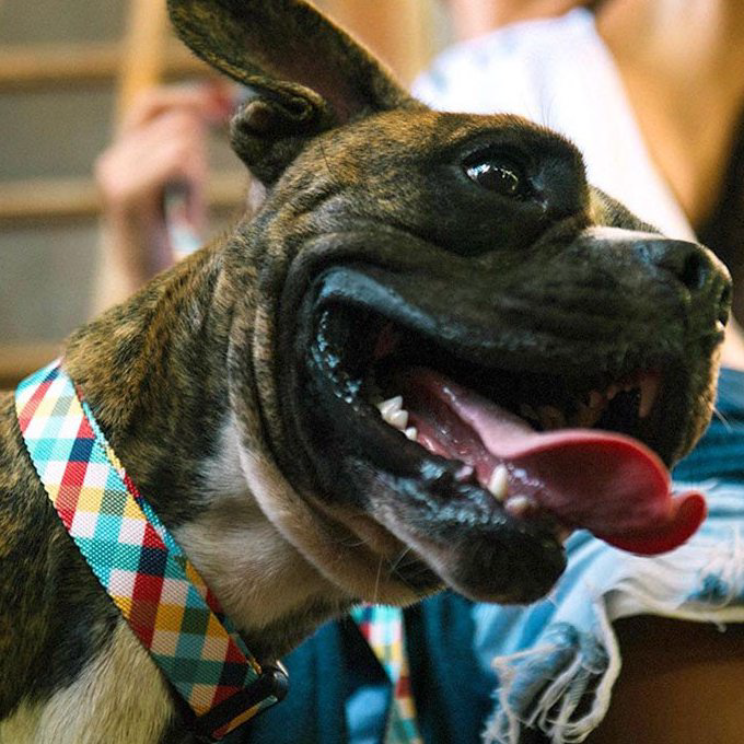 Zee.Dog Collar | Phantom (M, L) - Vanillapup Online Pet Store