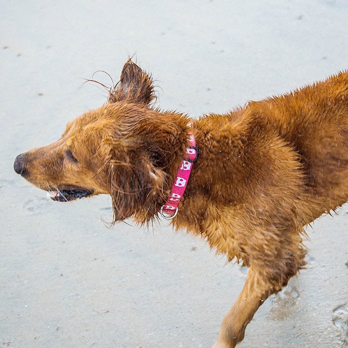 Zee.Dog Dog Collar | Pink Skull (M, L) - Vanillapup Online Pet Store