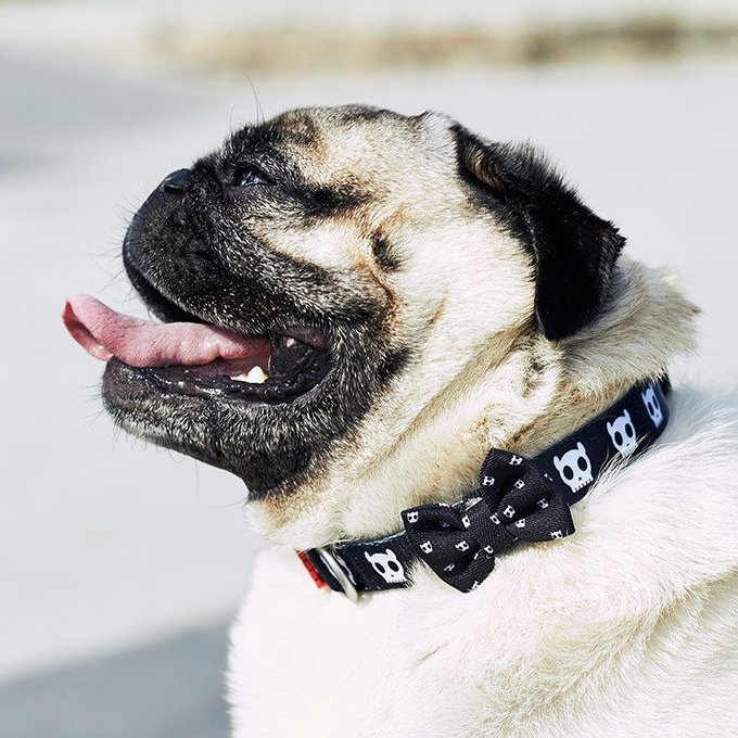 Zee.Dog Dog Collar | Skull - Vanillapup Online Pet Store