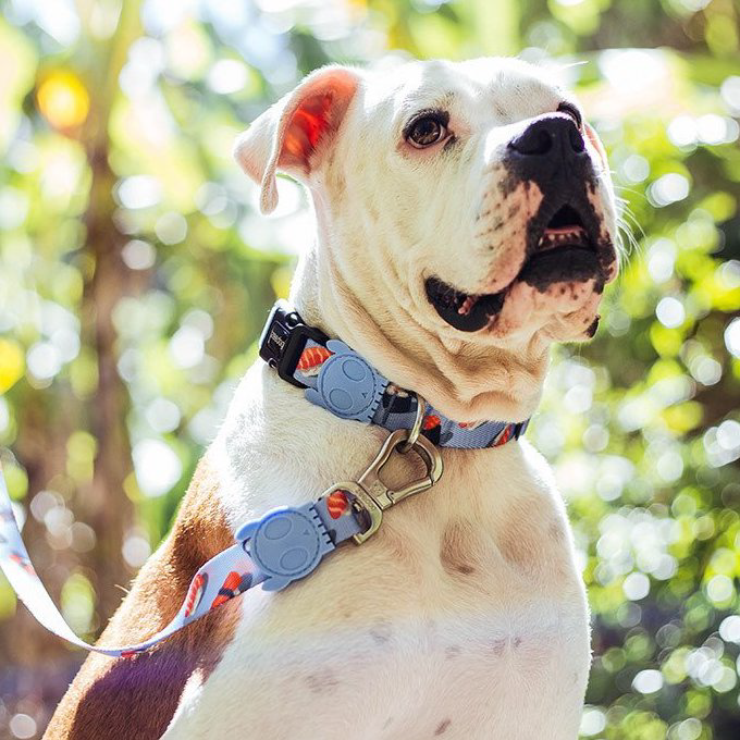 Zee.Dog Collar | Wasabi (L) - Vanillapup Online Pet Store